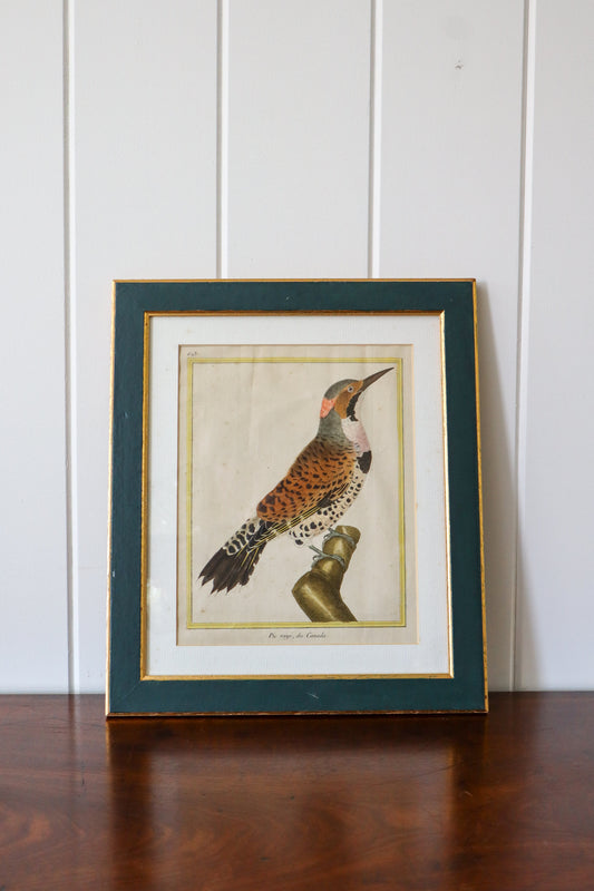 19th Century Hand Colored Bird Engraving in Painted Rich Green Frame