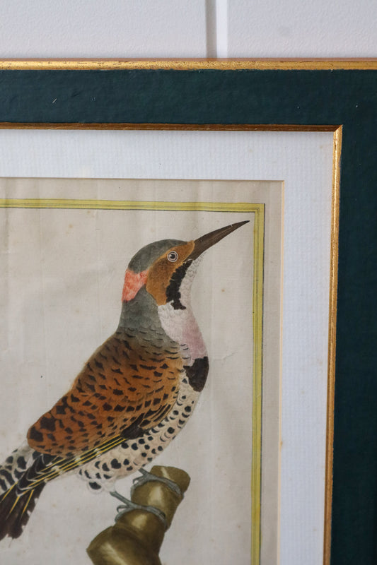 19th Century Hand Colored Bird Engraving in Painted Rich Green Frame
