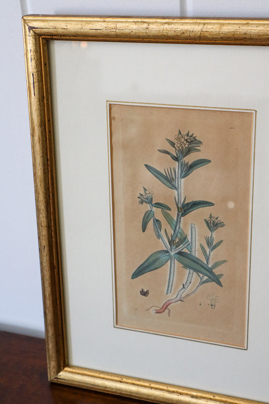 18th Century English Hand Colored Botanical Book Plate (c. 1720) | Framed in the early 1900s
