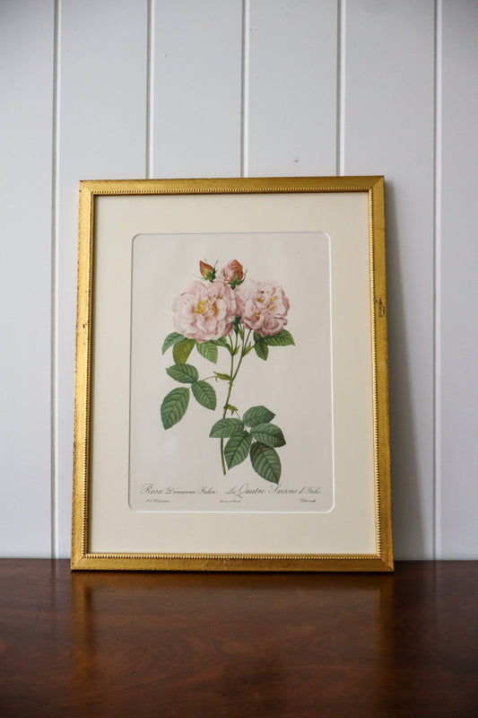 Antique Rose Bookplate in Contemporary Gold Frame | Single Stem