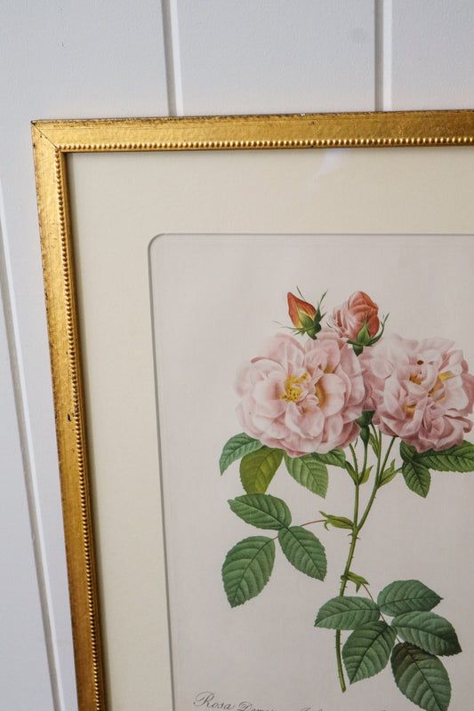 Antique Rose Bookplate in Contemporary Gold Frame | Single Stem