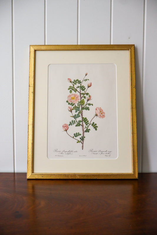 Antique Rose Bookplate in Contemporary Gold Frame | Pink with Closed Buds