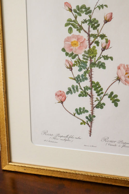 Antique Rose Bookplate in Contemporary Gold Frame | Pink with Closed Buds