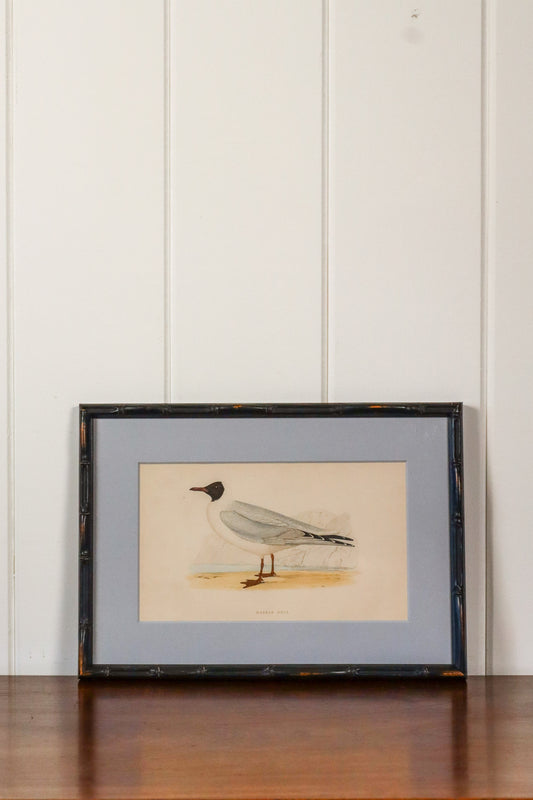 Antique Hand Colored Bird Engraving (c. 1865) | in Contemporary Black Bamboo Frame