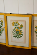 Load image into Gallery viewer, SET OF 4 | Antique Hand Colored Botanical Engravings (c.1846) | Float Mounted In Contemporary Yellow Frames

