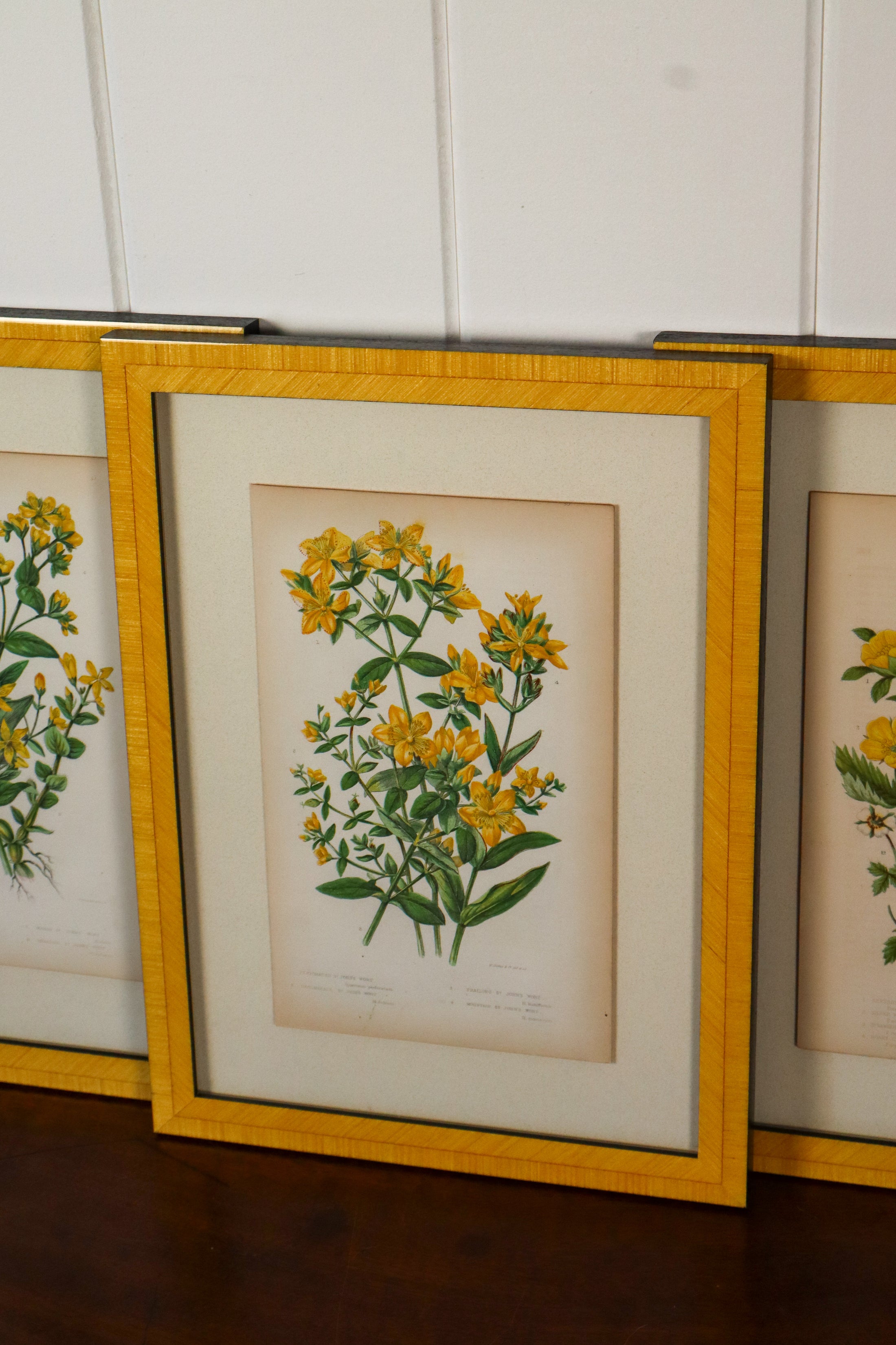 SET OF 4 | Antique Hand Colored Botanical Engravings (c.1846) | Float Mounted In Contemporary Yellow Frames