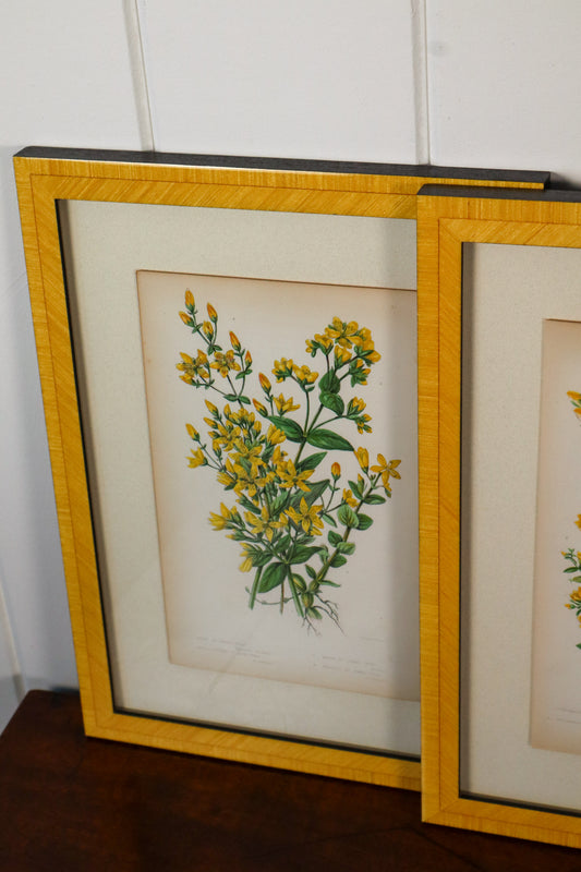 SET OF 4 | Antique Hand Colored Botanical Engravings (c.1846) | Float Mounted In Contemporary Yellow Frames