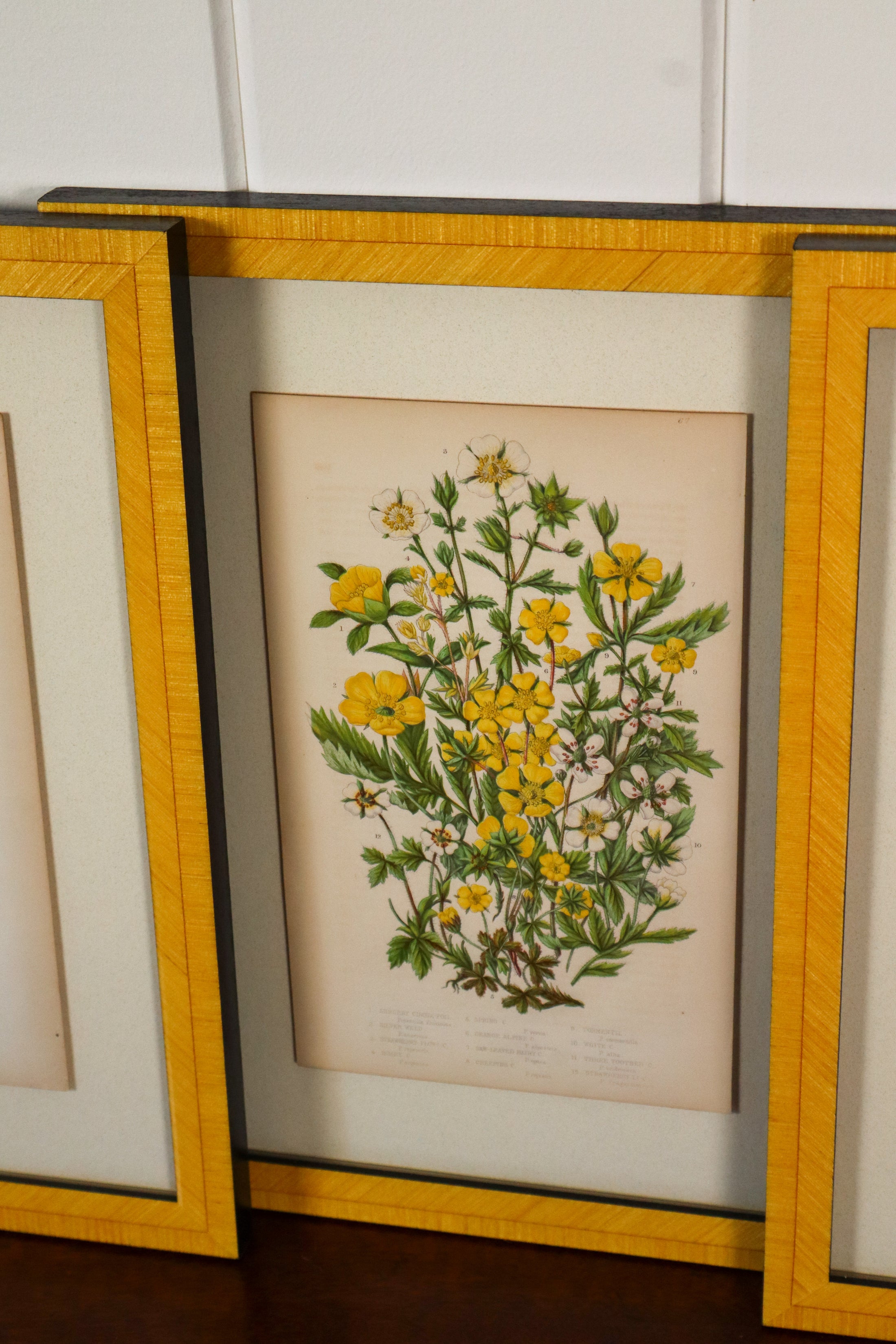 SET OF 4 | Antique Hand Colored Botanical Engravings (c.1846) | Float Mounted In Contemporary Yellow Frames