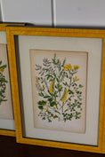 Load image into Gallery viewer, SET OF 4 | Antique Hand Colored Botanical Engravings (c.1846) | Float Mounted In Contemporary Yellow Frames
