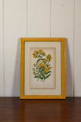 Load image into Gallery viewer, SET OF 4 | Antique Hand Colored Botanical Engravings (c.1846) | Float Mounted In Contemporary Yellow Frames

