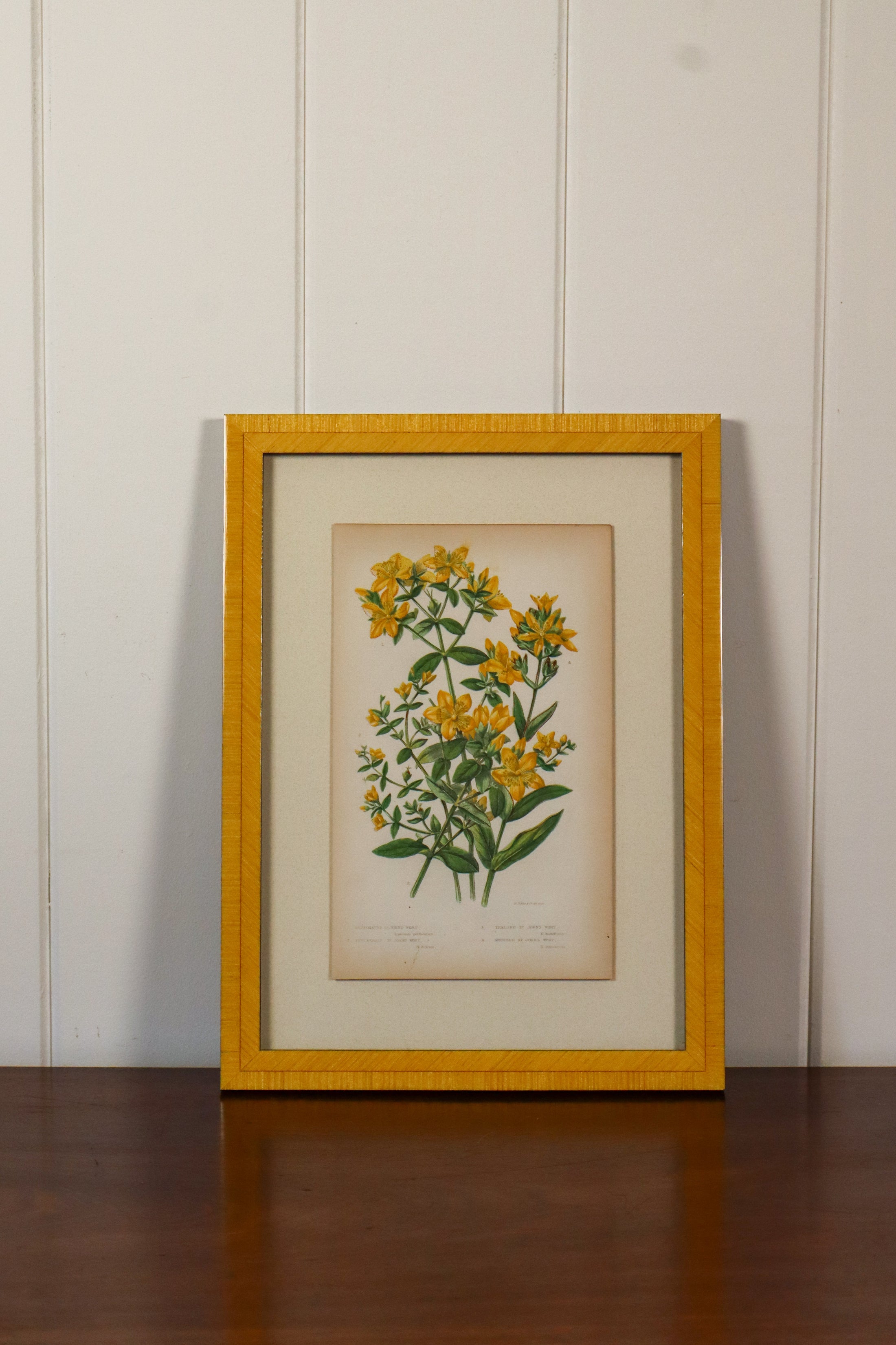SET OF 4 | Antique Hand Colored Botanical Engravings (c.1846) | Float Mounted In Contemporary Yellow Frames