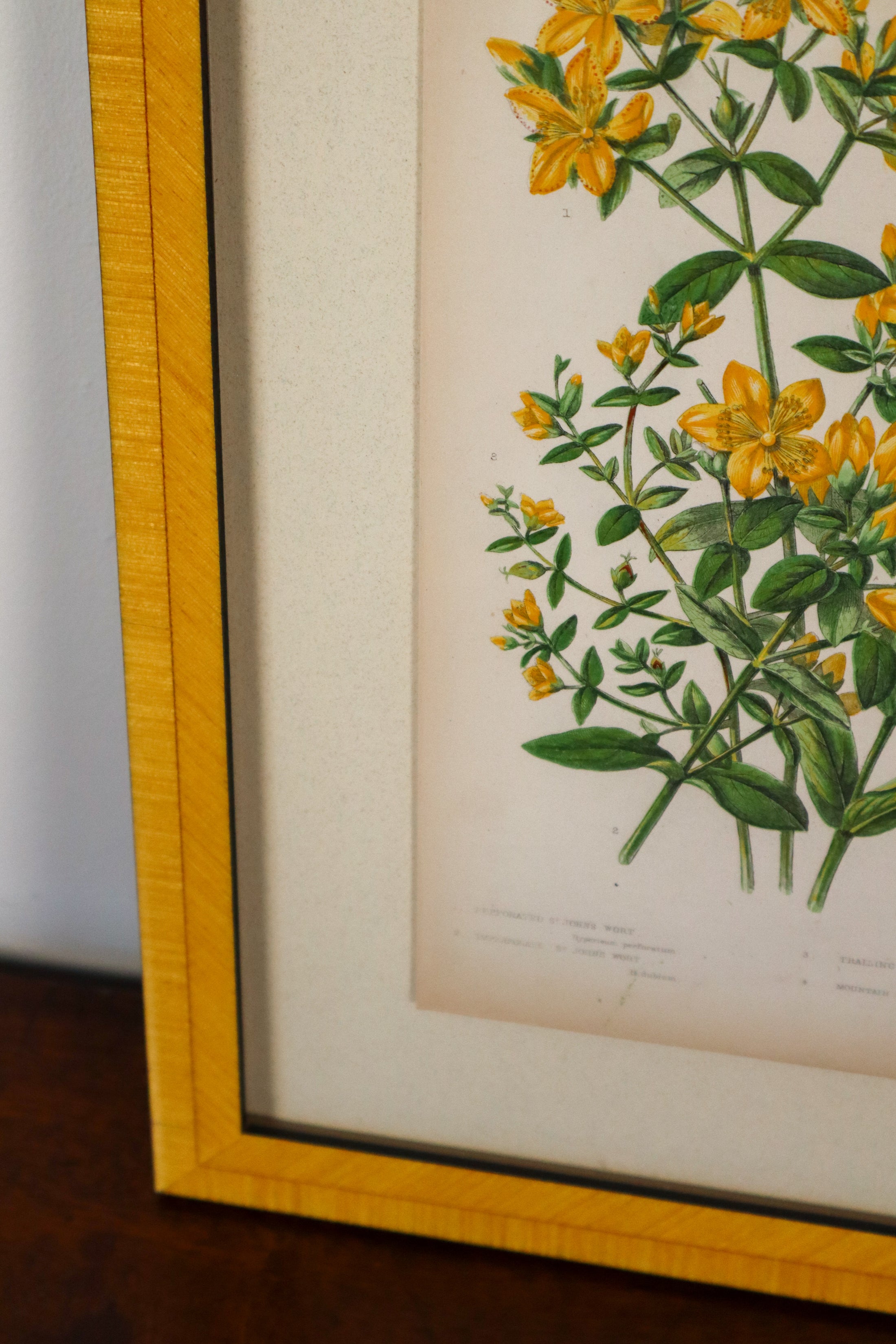 SET OF 4 | Antique Hand Colored Botanical Engravings (c.1846) | Float Mounted In Contemporary Yellow Frames