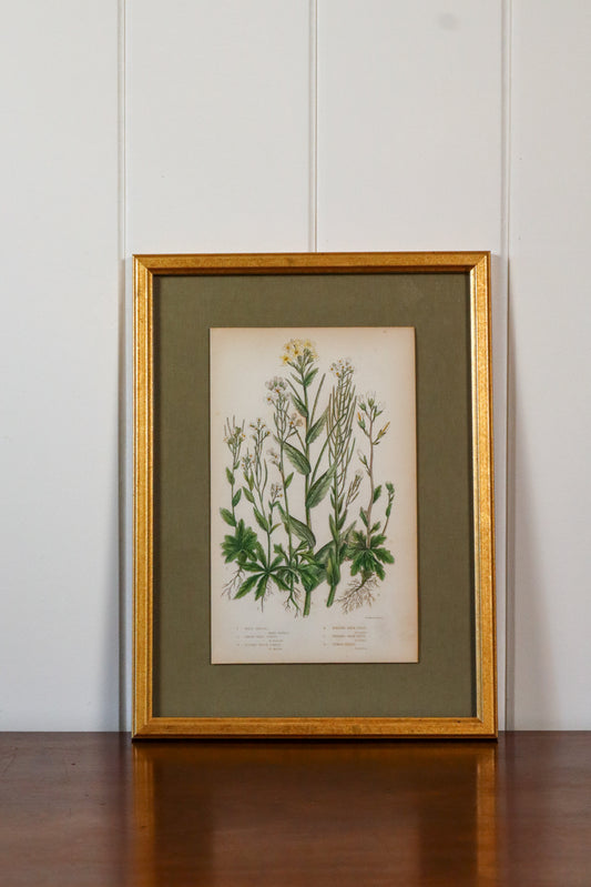 Antique Botanical Engraving (c. 1870) | Floating on Sage Linen in Contemporary Gold Frame