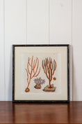 Load image into Gallery viewer, 17th Century Hand Colored Coral Engraving (c. 1654) | in Contemporary Black Bamboo Frame
