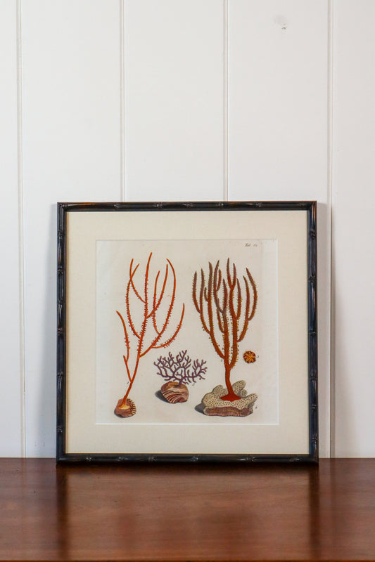 17th Century Hand Colored Coral Engraving (c. 1654) | in Contemporary Black Bamboo Frame