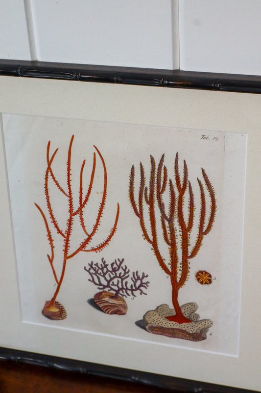 17th Century Hand Colored Coral Engraving (c. 1654) | in Contemporary Black Bamboo Frame