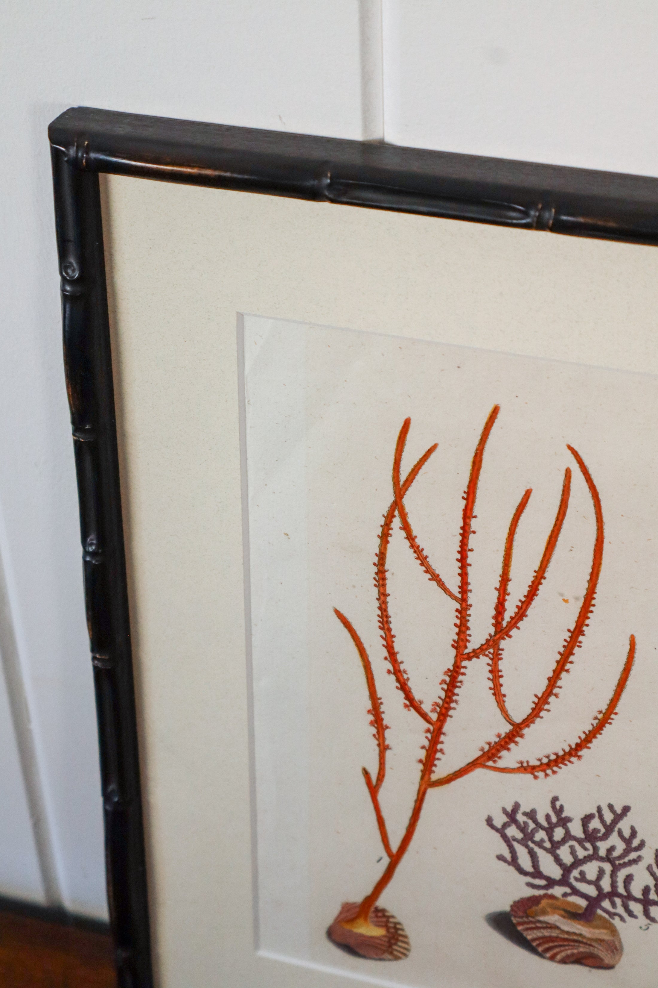 17th Century Hand Colored Coral Engraving (c. 1654) | in Contemporary Black Bamboo Frame