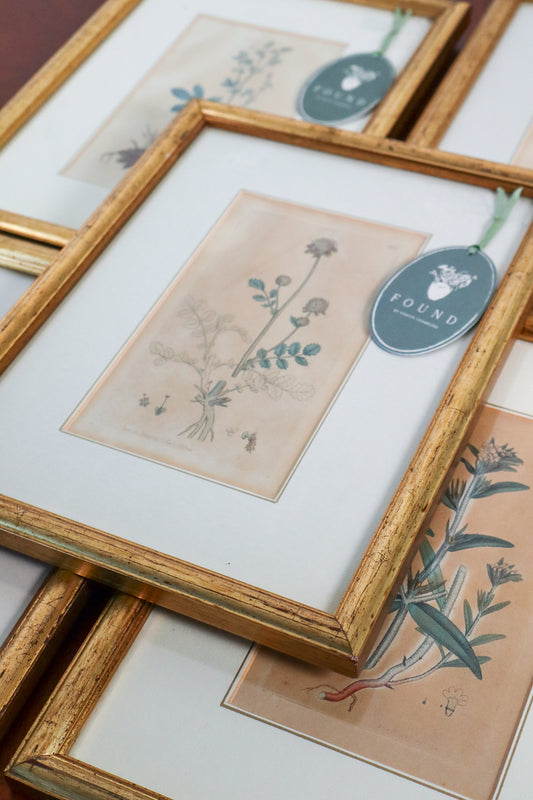 18th Century English Hand Colored Botanical Book Plate (c. 1720) | Framed in the early 1900s