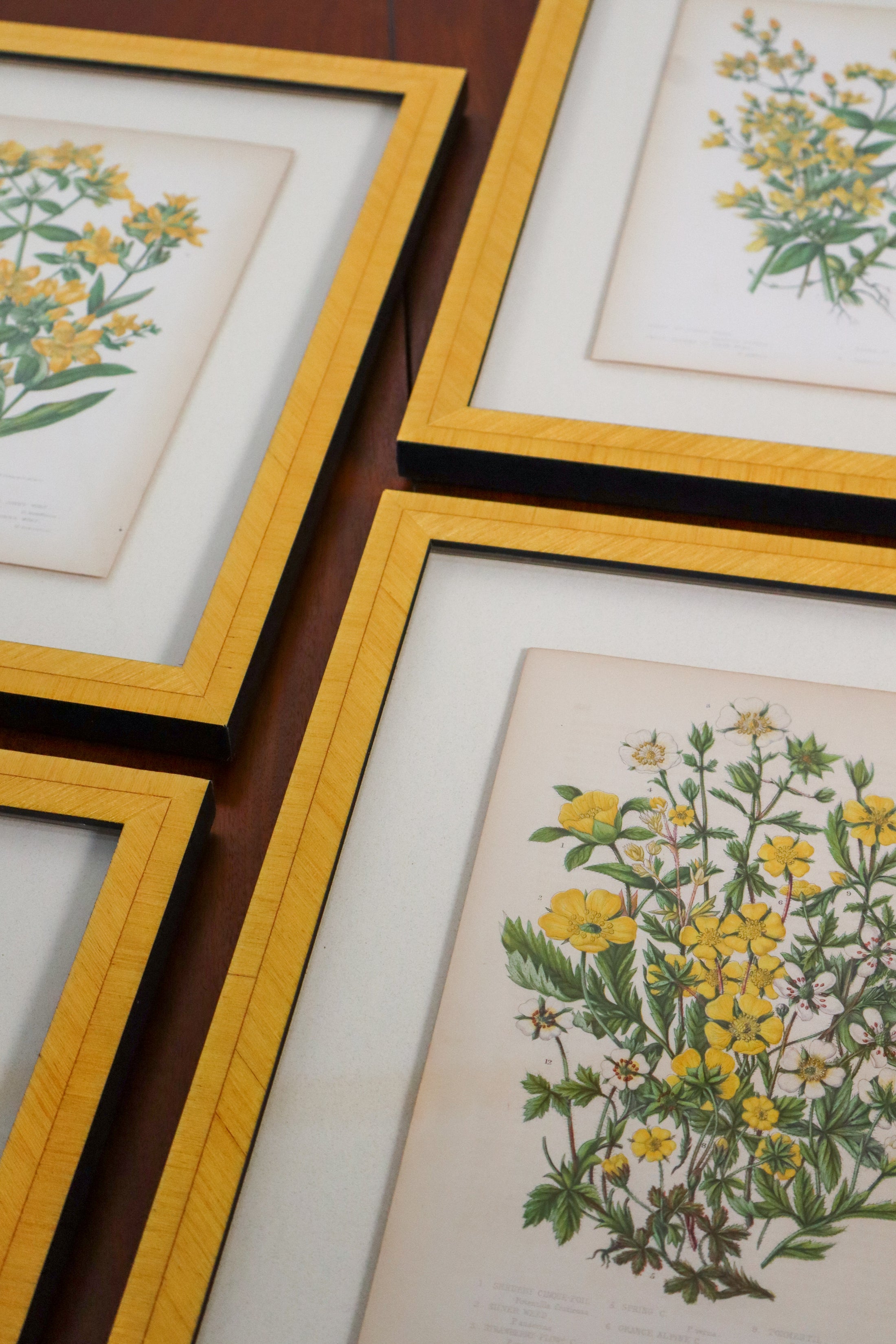 SET OF 4 | Antique Hand Colored Botanical Engravings (c.1846) | Float Mounted In Contemporary Yellow Frames