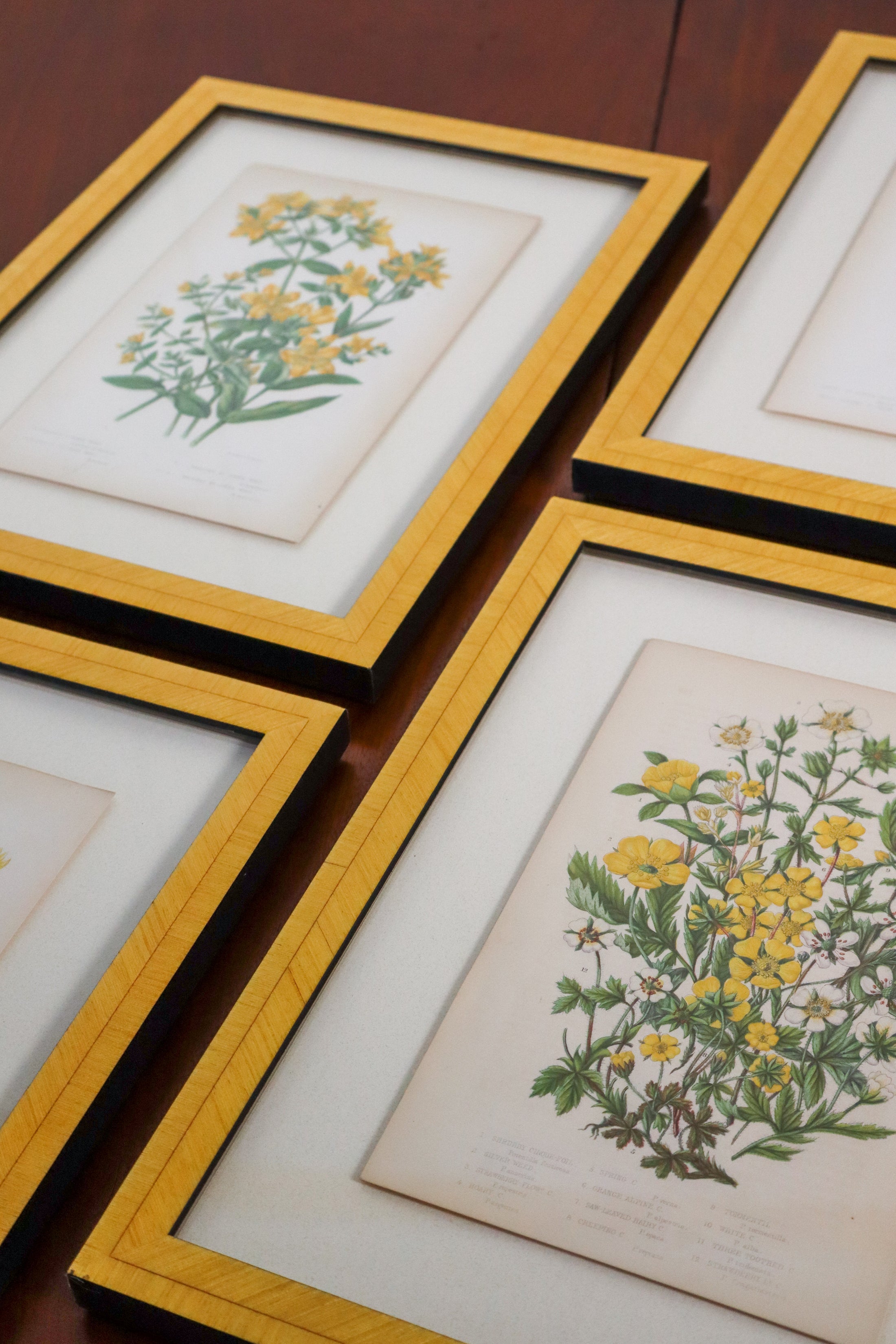 SET OF 4 | Antique Hand Colored Botanical Engravings (c.1846) | Float Mounted In Contemporary Yellow Frames