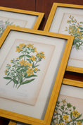 Load image into Gallery viewer, SET OF 4 | Antique Hand Colored Botanical Engravings (c.1846) | Float Mounted In Contemporary Yellow Frames
