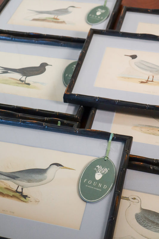 Antique Hand Colored Bird Engraving (c. 1865) | in Contemporary Black Bamboo Frame