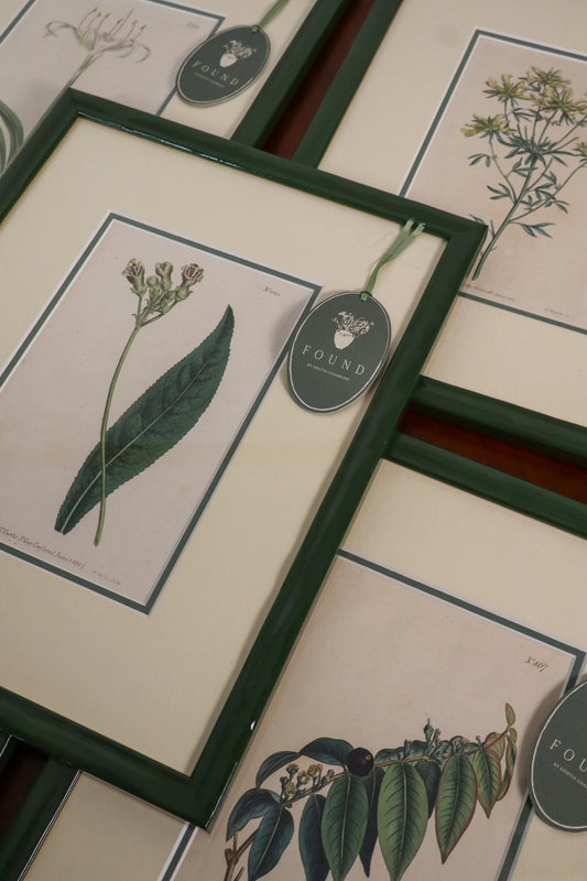 Antique Botanical Hand Colored Bookplates in Contemporary Green Lacquer Frames