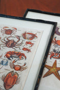 Load image into Gallery viewer, PAIR of 17th Century Hand Colored Crustacean Engraving (c. 1654) | in Contemporary Black Bamboo Frames
