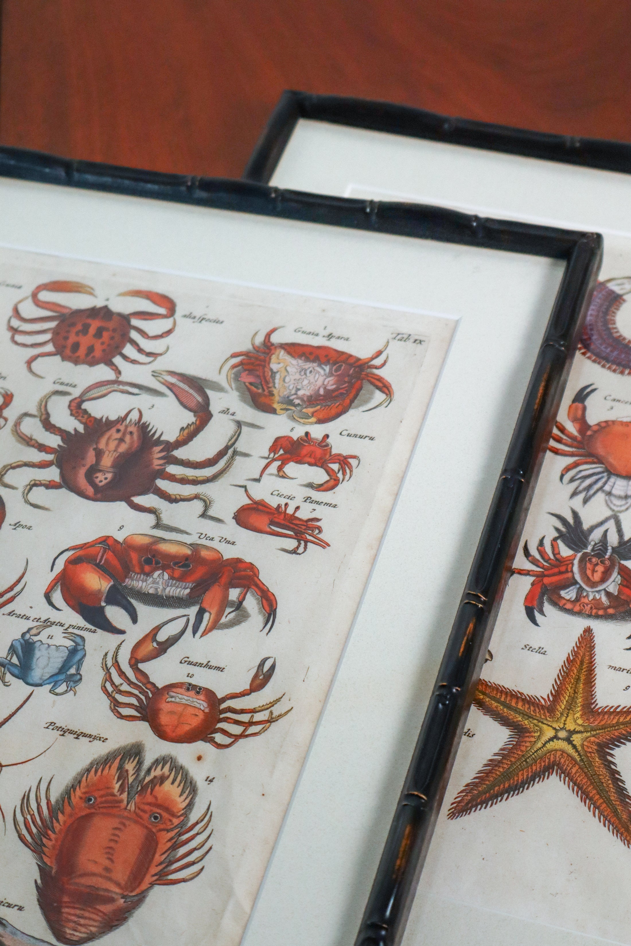 PAIR of 17th Century Hand Colored Crustacean Engraving (c. 1654) | in Contemporary Black Bamboo Frames