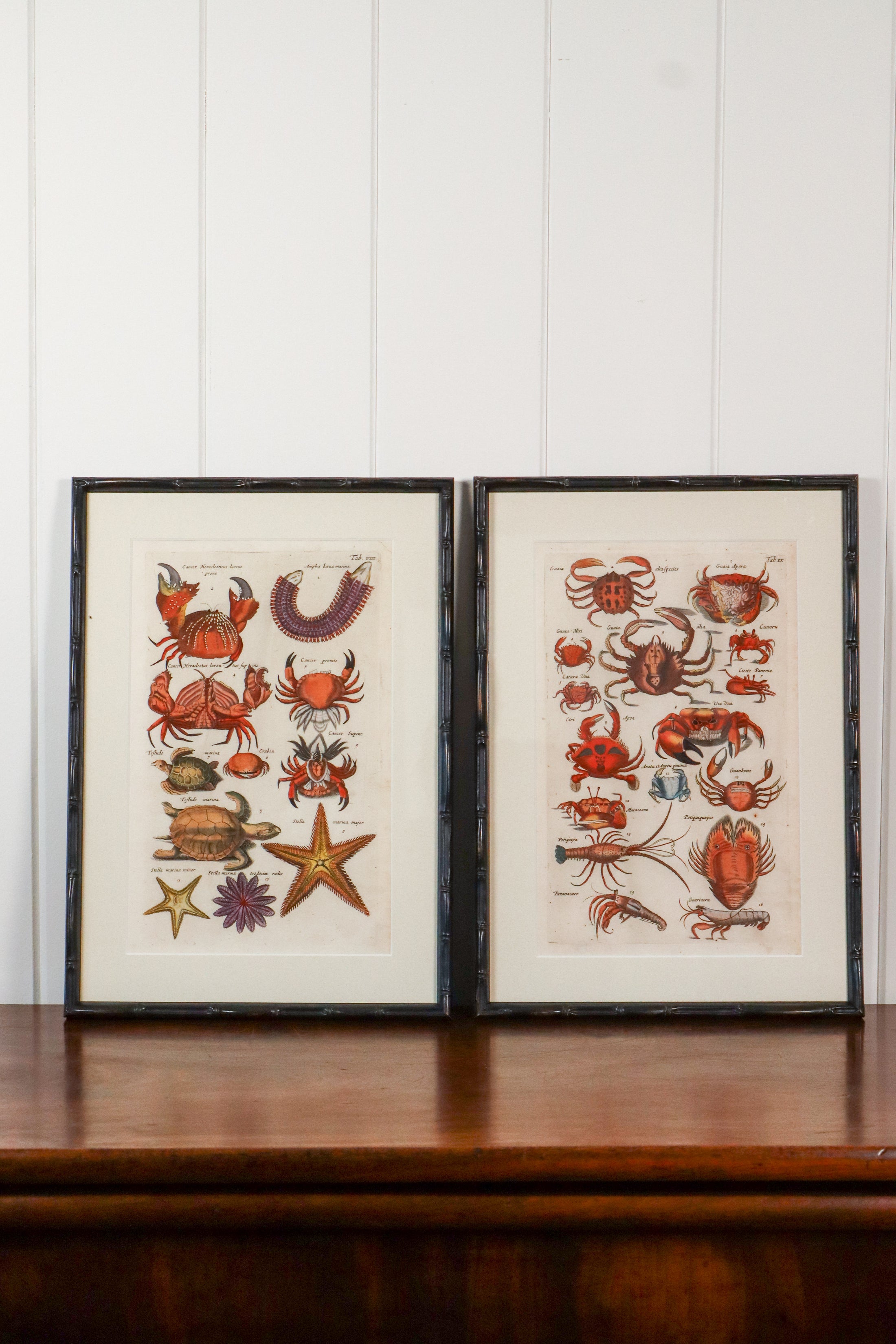 PAIR of 17th Century Hand Colored Crustacean Engraving (c. 1654) | in Contemporary Black Bamboo Frames