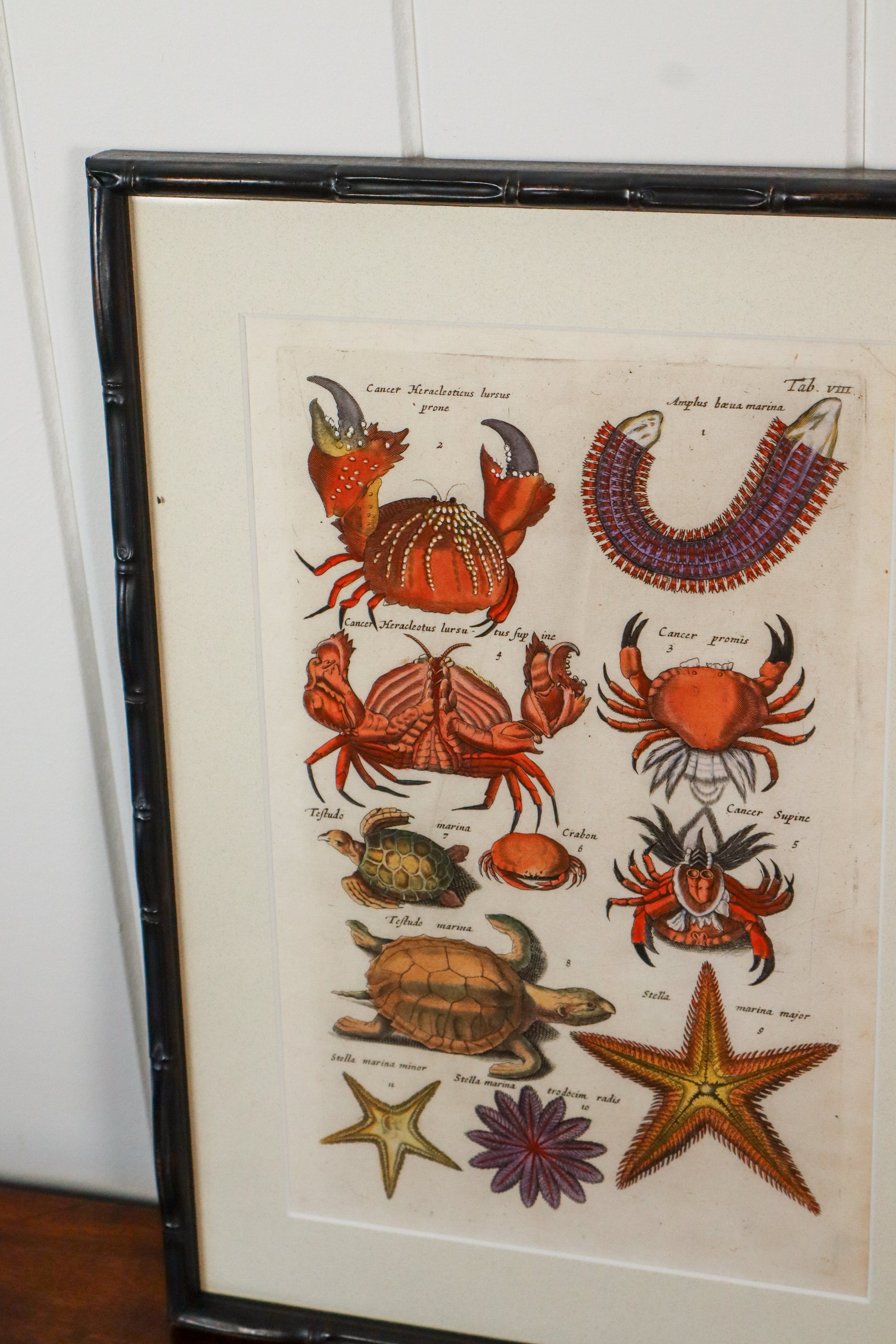 PAIR of 17th Century Hand Colored Crustacean Engraving (c. 1654) | in Contemporary Black Bamboo Frames
