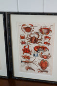 Load image into Gallery viewer, PAIR of 17th Century Hand Colored Crustacean Engraving (c. 1654) | in Contemporary Black Bamboo Frames
