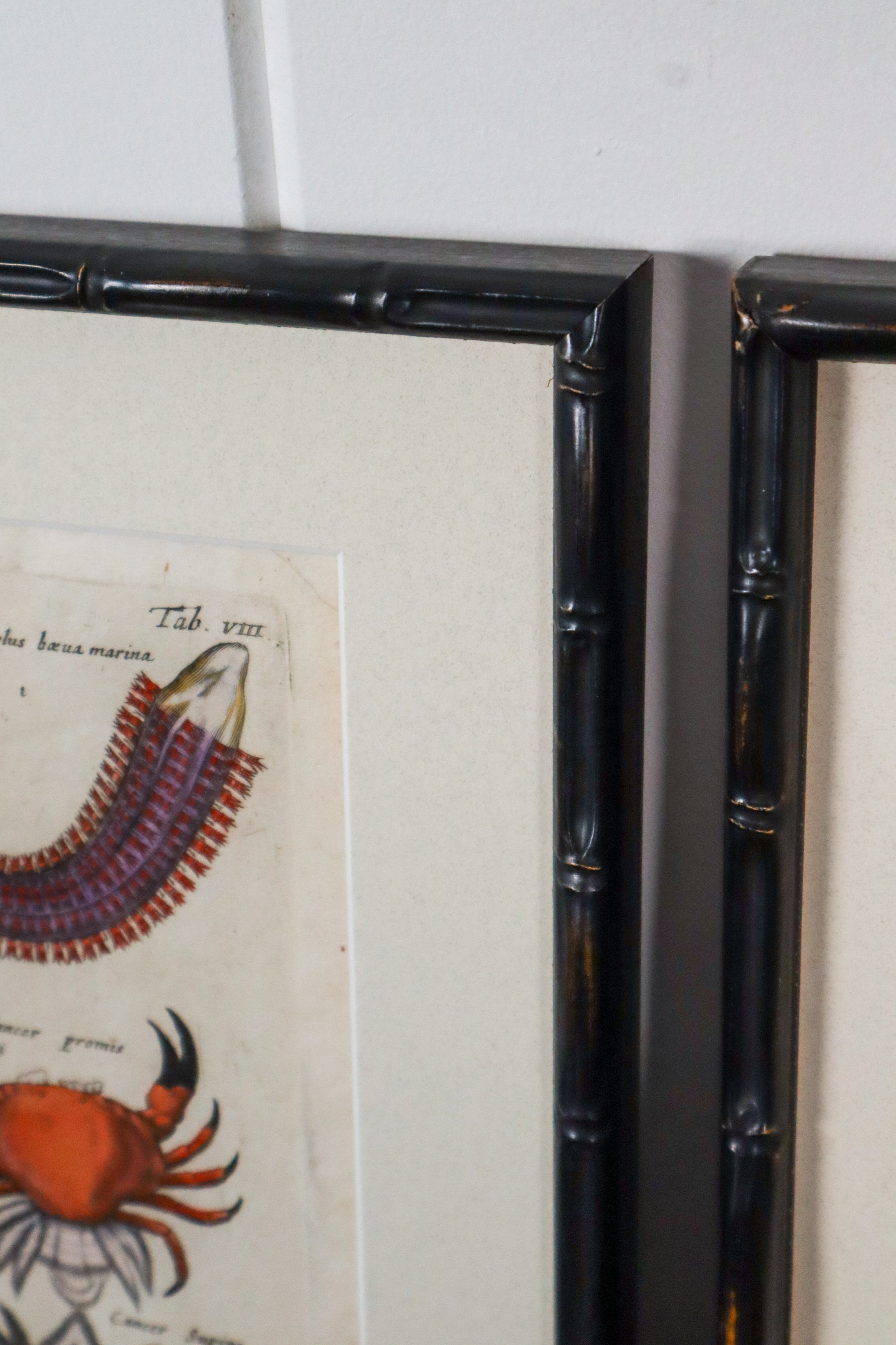 PAIR of 17th Century Hand Colored Crustacean Engraving (c. 1654) | in Contemporary Black Bamboo Frames