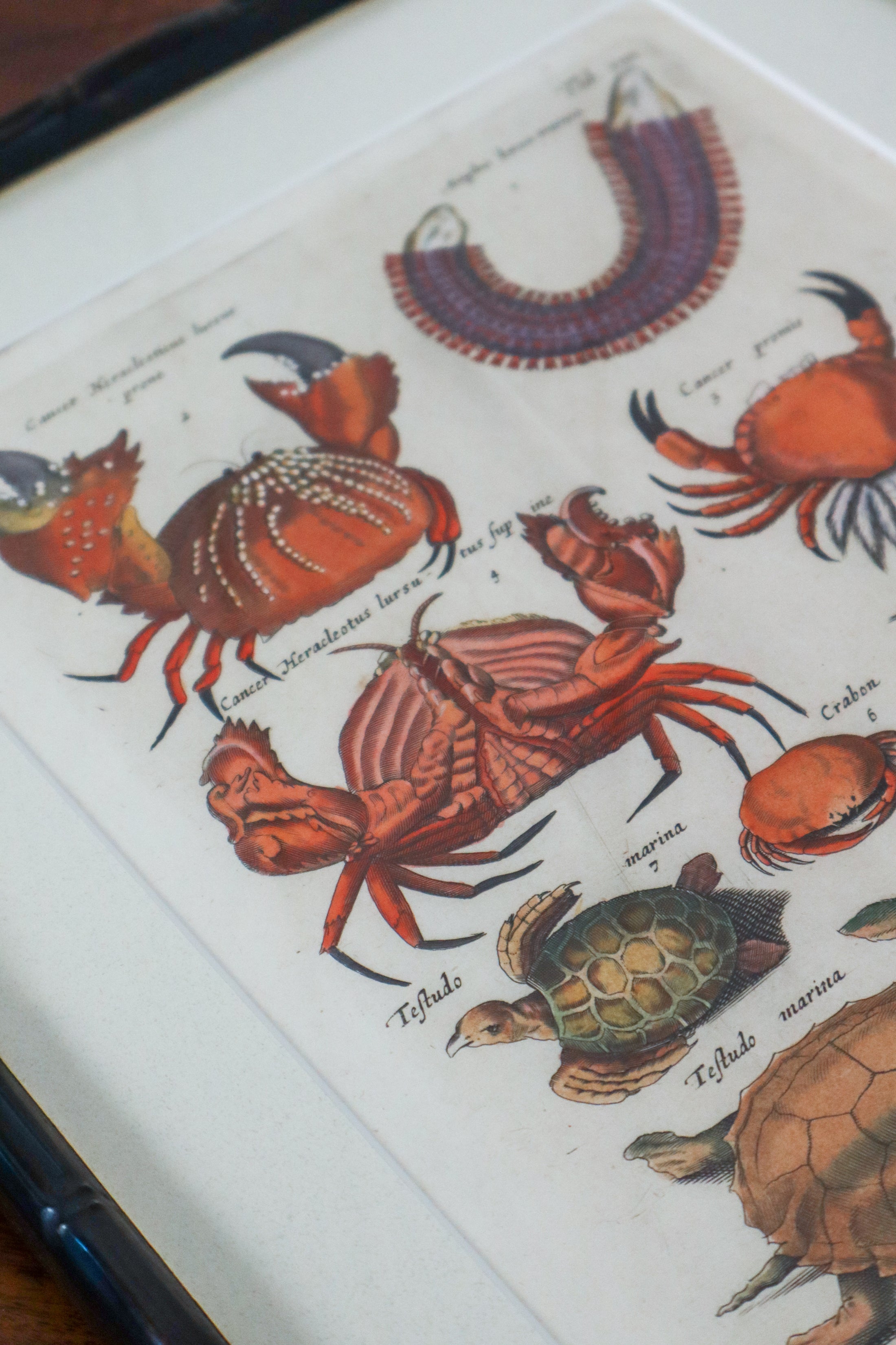 PAIR of 17th Century Hand Colored Crustacean Engraving (c. 1654) | in Contemporary Black Bamboo Frames