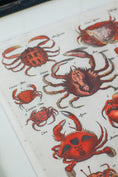 Load image into Gallery viewer, PAIR of 17th Century Hand Colored Crustacean Engraving (c. 1654) | in Contemporary Black Bamboo Frames

