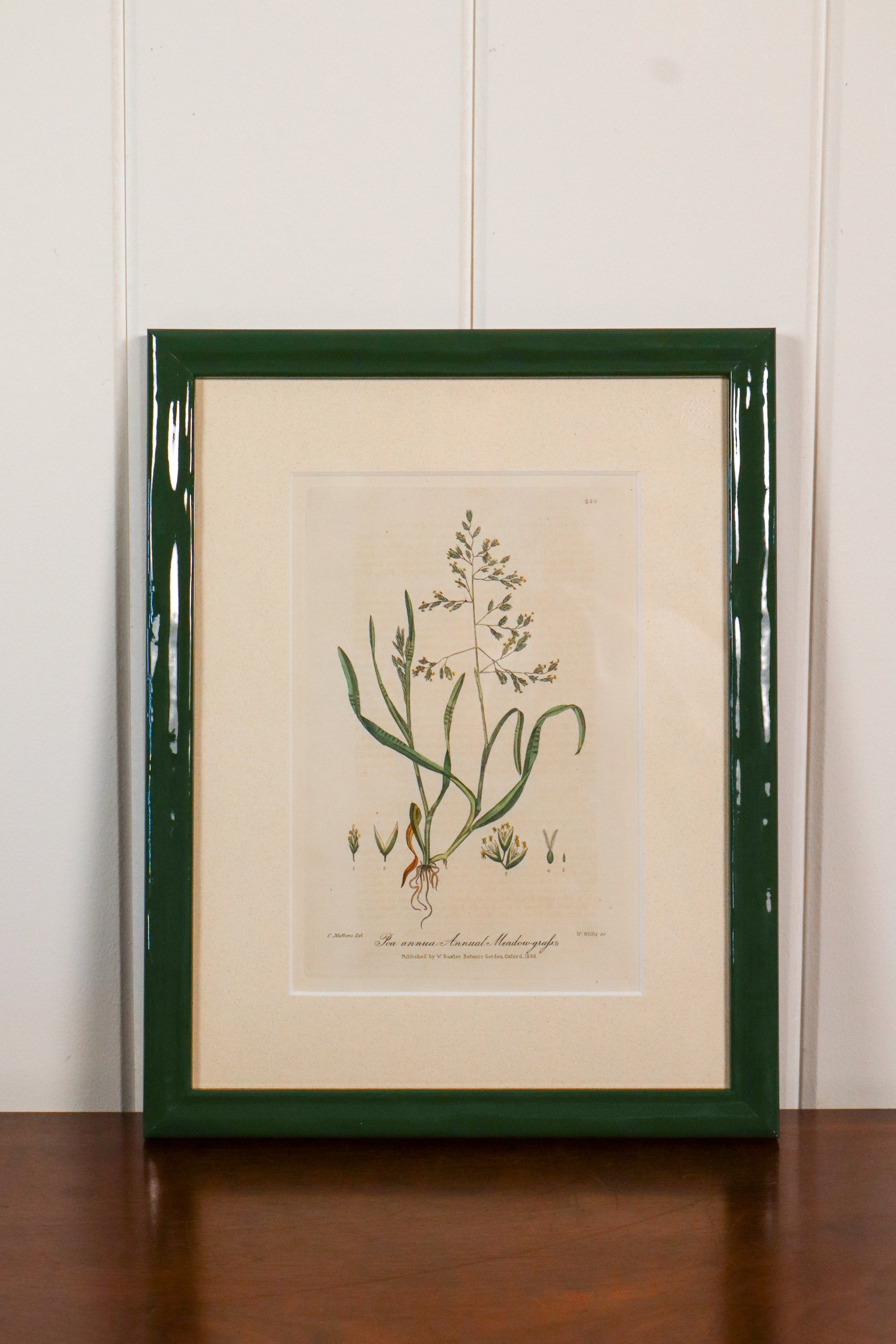 Antique Botanical Hand Colored Bookplates in Contemporary Green Lacquer Frames
