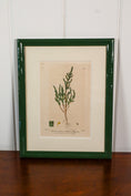 Load image into Gallery viewer, Antique Botanical Hand Colored Bookplates in Contemporary Green Lacquer Frames
