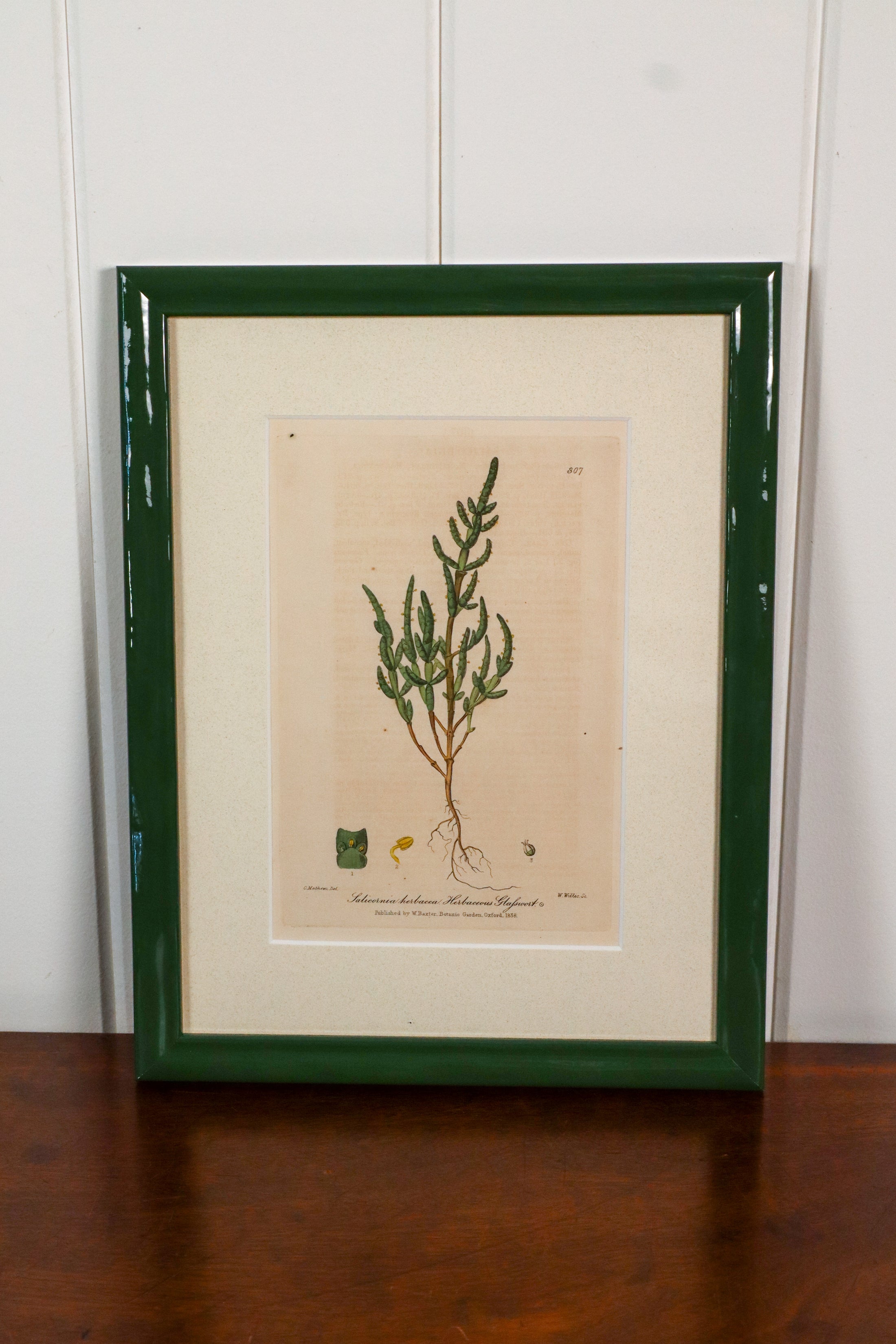 Antique Botanical Hand Colored Bookplates in Contemporary Green Lacquer Frames