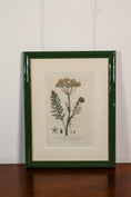 Load image into Gallery viewer, Antique Botanical Hand Colored Bookplates in Contemporary Green Lacquer Frames
