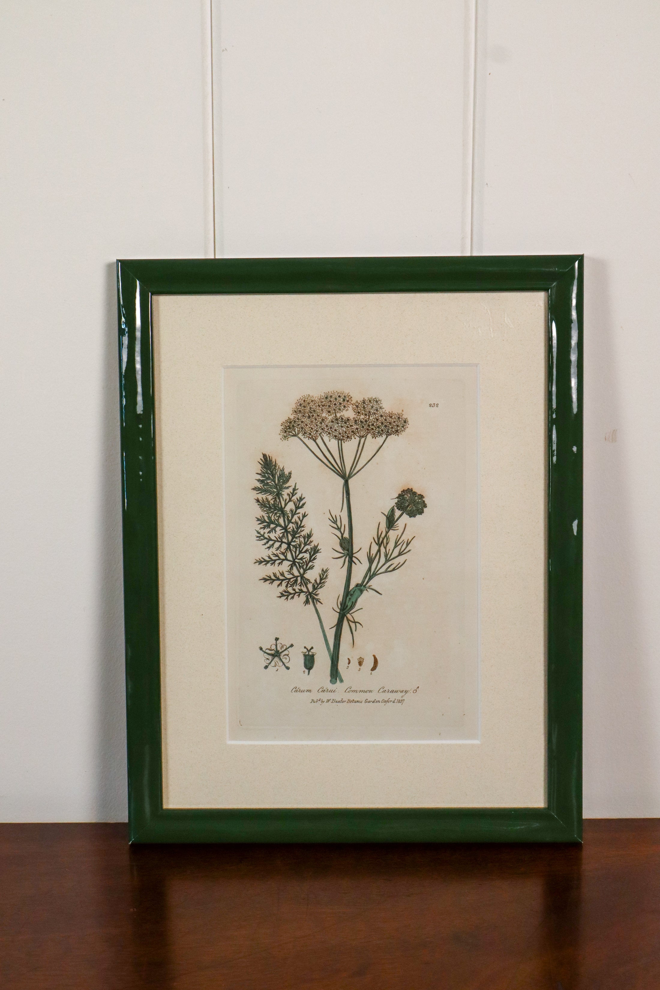 Antique Botanical Hand Colored Bookplates in Contemporary Green Lacquer Frames