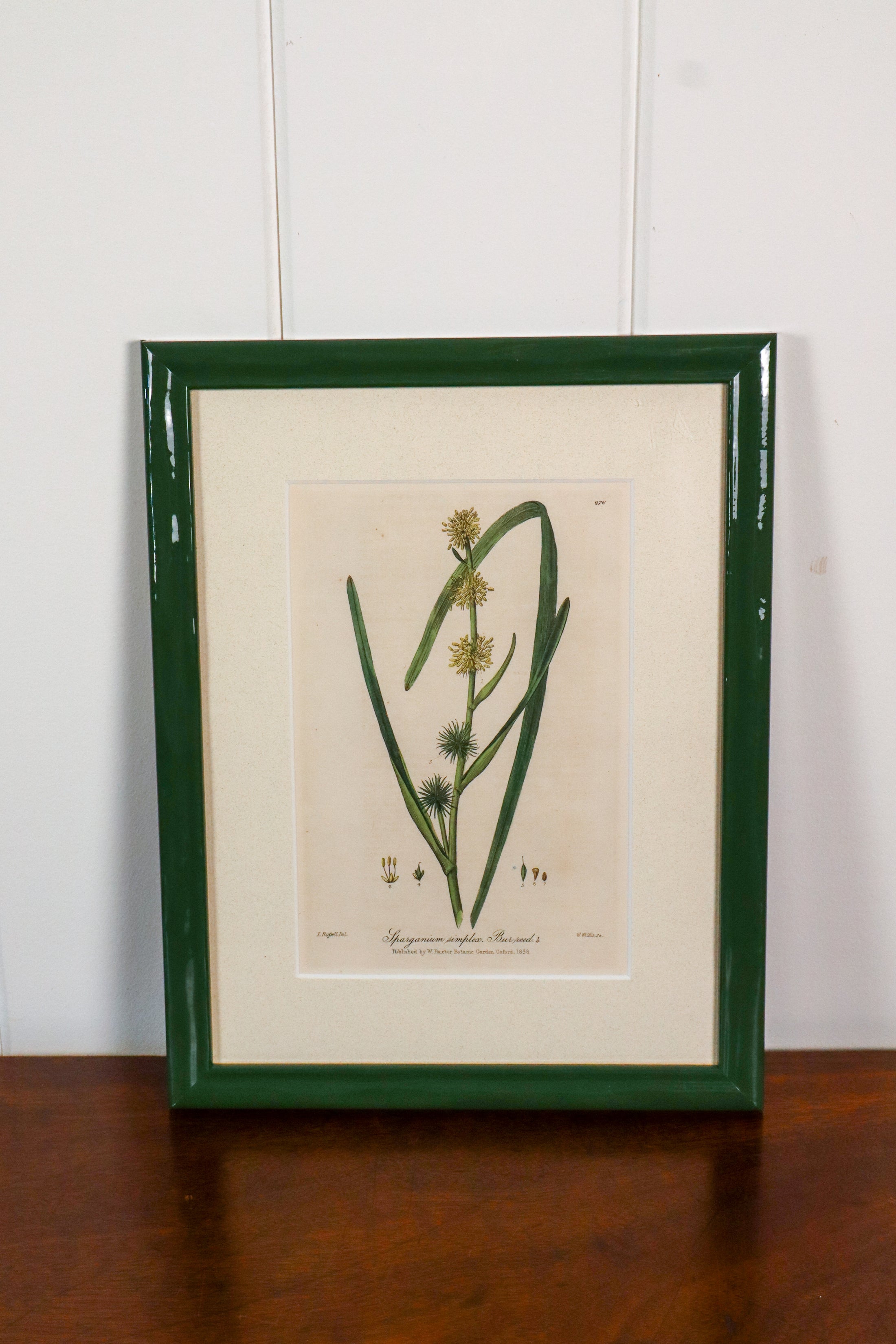 Antique Botanical Hand Colored Bookplates in Contemporary Green Lacquer Frames