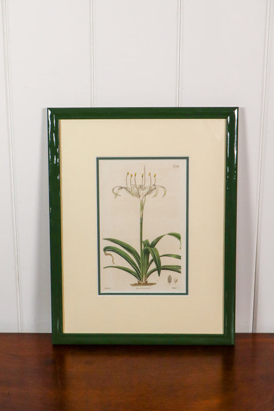 Antique Botanical Hand Colored Bookplates in Contemporary Green Lacquer Frames