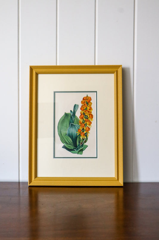 Antique Hand Colored Botanical (c. 1823) | Double Matted + Custom Farrow & Ball 'India Yellow' Frame