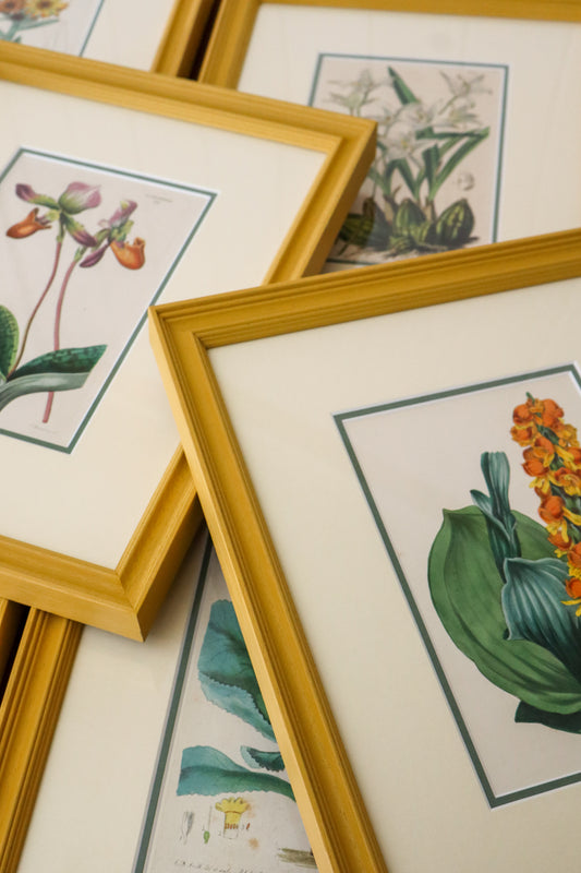 Antique Hand Colored Botanical (c. 1823) | Double Matted + Custom Farrow & Ball 'India Yellow' Frame