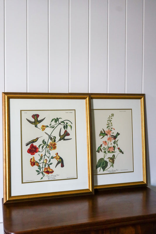PAIR of Vintage Framed John J. Audubon Hummingbird Prints | "Columbian Hummingbird" + "Mango Hummingbird"