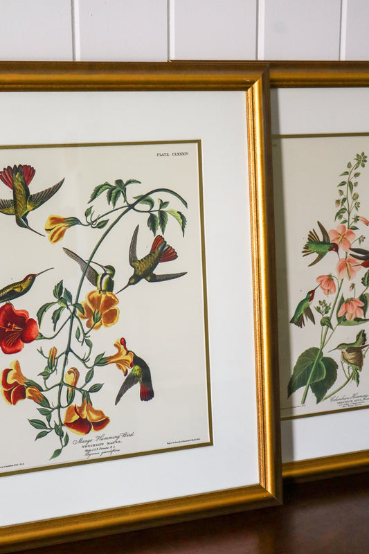 PAIR of Vintage Framed John J. Audubon Hummingbird Prints | "Columbian Hummingbird" + "Mango Hummingbird"