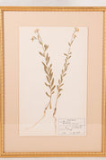 Load image into Gallery viewer, Framed Herbarium (Finland, c. 1928-30) Float Mount in Custom Burl Frame
