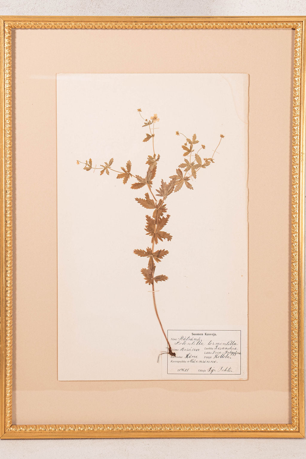 Framed Herbarium (Finland, c. 1928-30) Float Mount in Custom Burl Frame