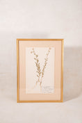 Load image into Gallery viewer, Framed Herbarium (Finland, c. 1928-30) Float Mount in Custom Burl Frame
