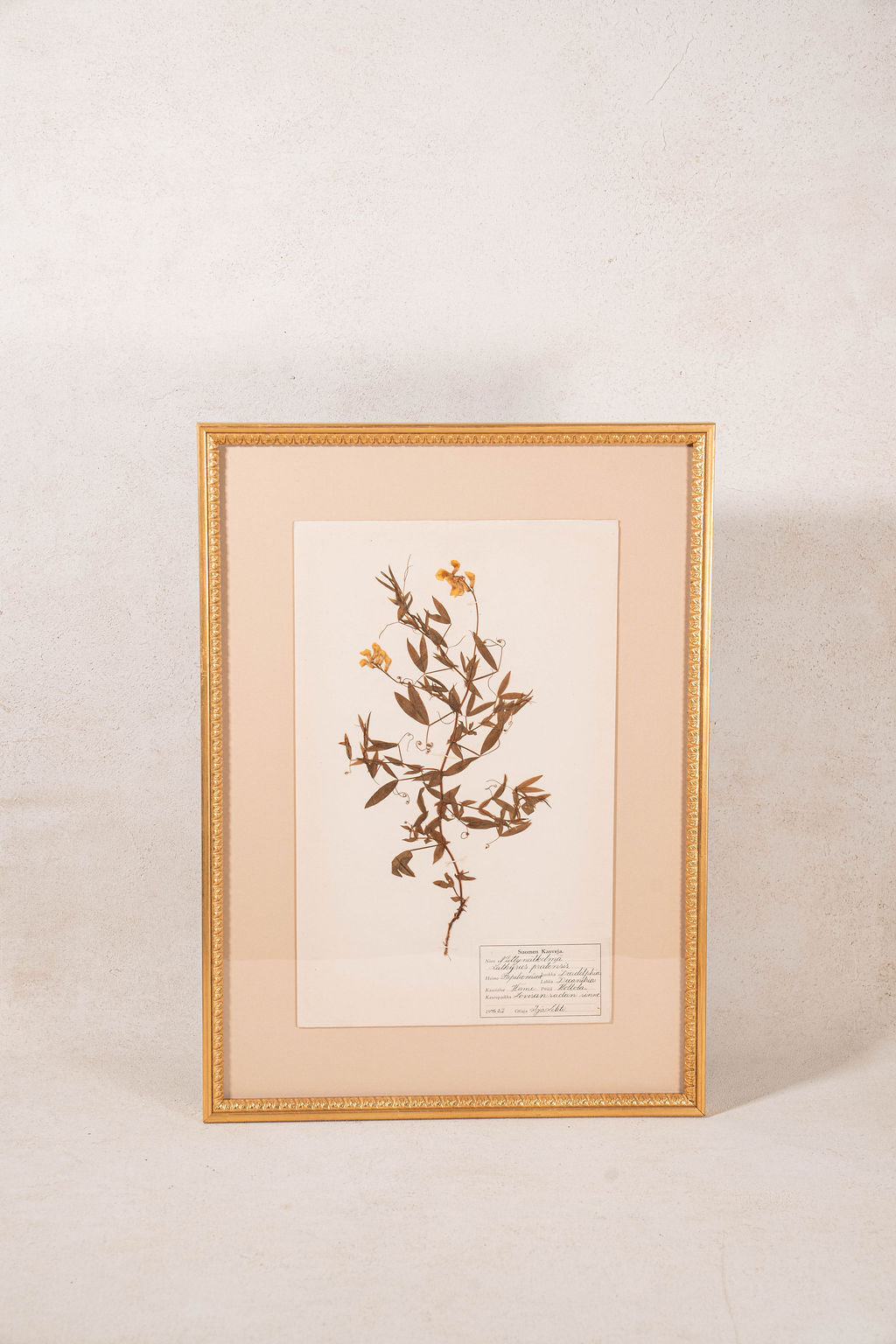 Framed Herbarium (Finland, c. 1928-30) Float Mount in Custom Burl Frame